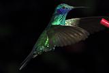Hummingbird / Colibri