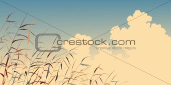 Reed sky