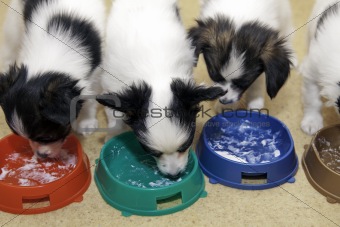 Little Puppies Papillon eating curd