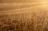 dry grass and sunrays
