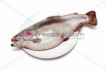 Fish trout on plate