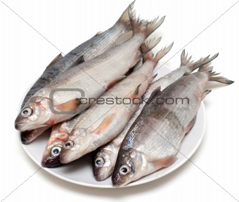 Fresh fish whitefish on plate