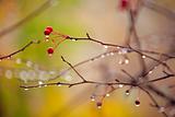 autumn branches under rain