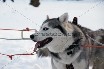 Two Siberian Husky dogs - standing in the snow
