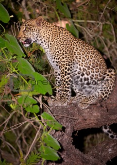 Leopard sitting on the tree