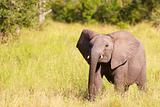 Small elephant calf in savannah
