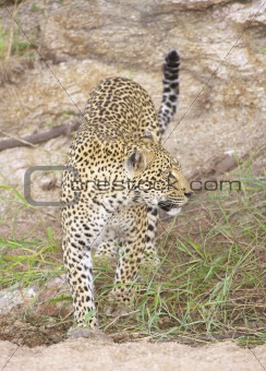 Leopard in the nature reserve