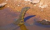 Water dragon in South Africa