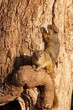 Tree squirrel (Paraxerus cepapi)