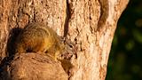 Tree squirrel (Paraxerus cepapi)