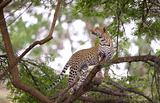 Leopard standing on the tree