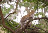 Leopard standing on the tree
