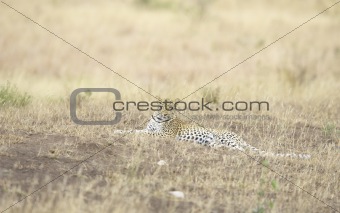 Leopard resting in savannah