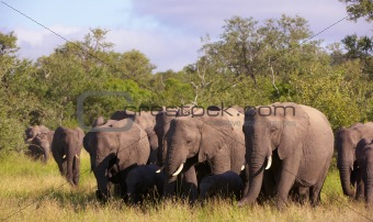 Large herd of elephants