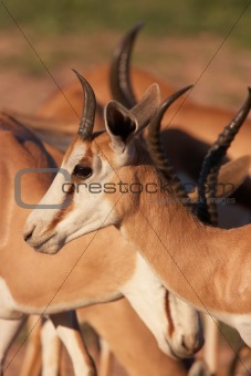 Group of red Impala