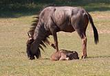 Blue wildebeest (Connochaetes taurinus)