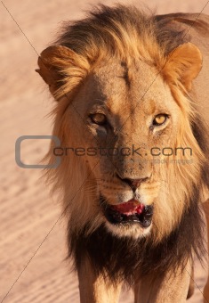 Lion (panthera leo) close-up