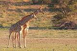 Two giraffe (Giraffa camelopardalis)