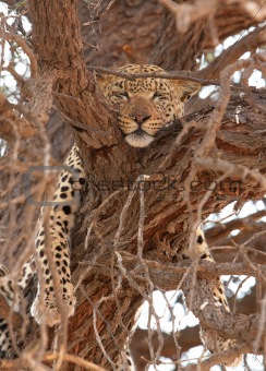 Leopard (Panthera pardus) lying on the tree