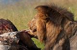 Lion (panthera leo) eating