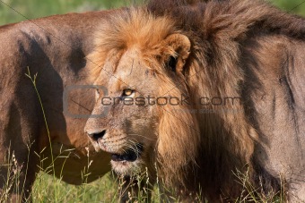 Two Lions (panthera leo) close-up
