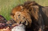 Lion (panthera leo) eating in savannah
