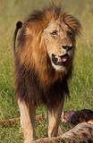 Single lion (panthera leo) in savannah