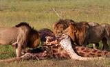 Three Lions (panthera leo) eating in savannah