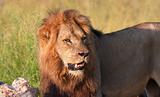 Single Lion (panthera leo) in savannah