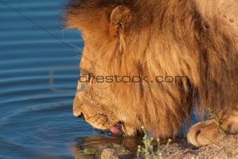 Lion (panthera leo) close-up
