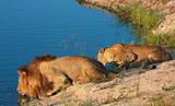 Lion (panthera leo) and lioness