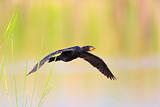 Reed Cormorant (Phalacrocorax africanus)
