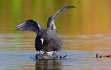 Red-knobbed Coot or Crested Coot
