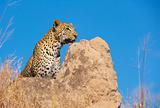 Leopard sitting on the rock in the wild 