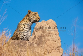 Leopard sitting on the rock in the wild 