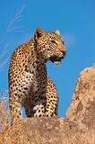 Leopard standing on the rock in savannah