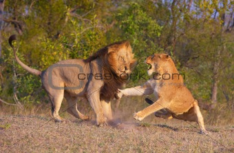 Lion (panthera leo) and lioness fighting 