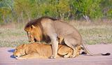 Lions (panthera leo) mating in the wild