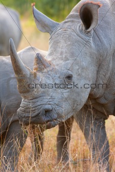 Large white rhinoceros
