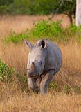 Baby calf white rhinoceros