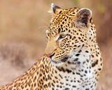 Leopard (Panthera pardus) sitting in savannah
