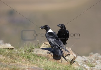 White-necked Ravens
