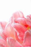 Beautiful floral background with pink tulip over white 