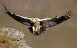 The Cape Griffon Vulture