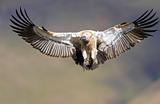 The Cape Griffon Vulture