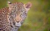 Leopard standing in the grass
