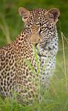 Leopard sitting in the grass