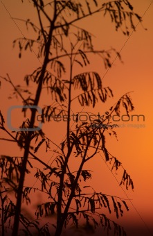 Leaves of a plant at sunset