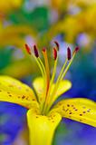 Beautiful yellow lilly flower outdoors. blurred background