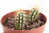 Two Cactus with Thorns in a Pot
